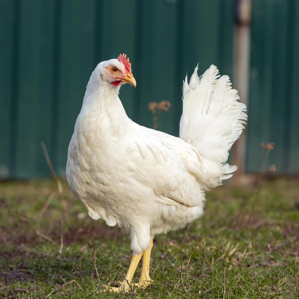 دانلود طرح توجیهی آماده کشاورزی ماکیان